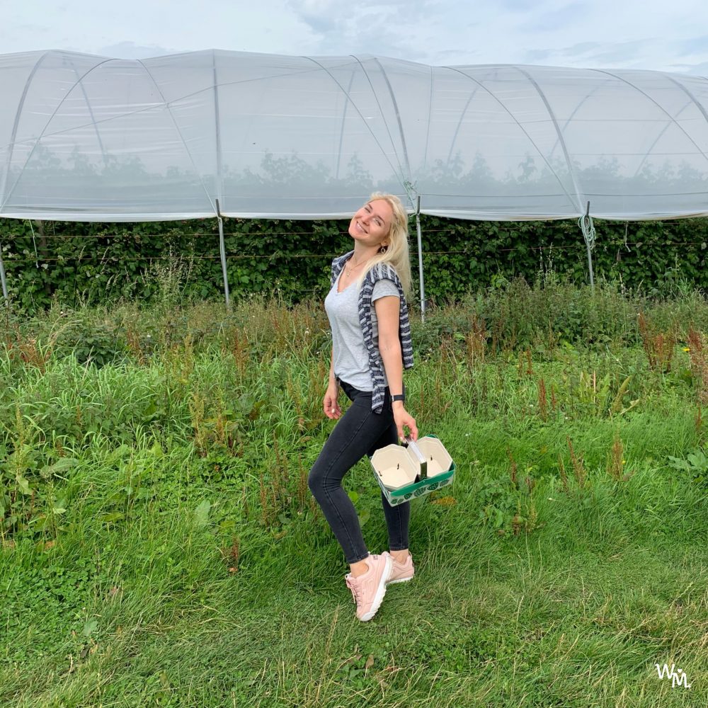 fruit picking in a farm