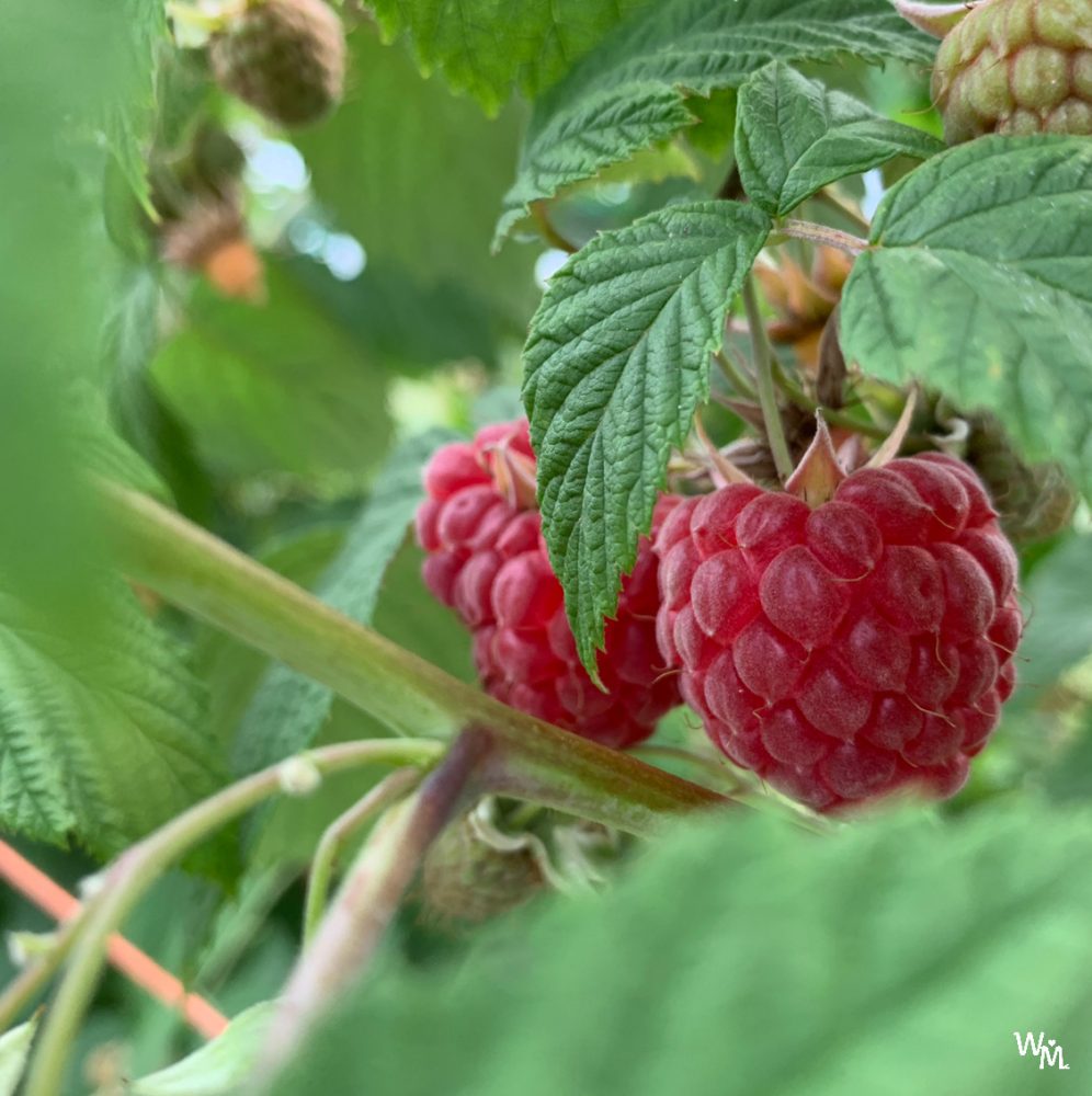 fruit picking in craigie's farm