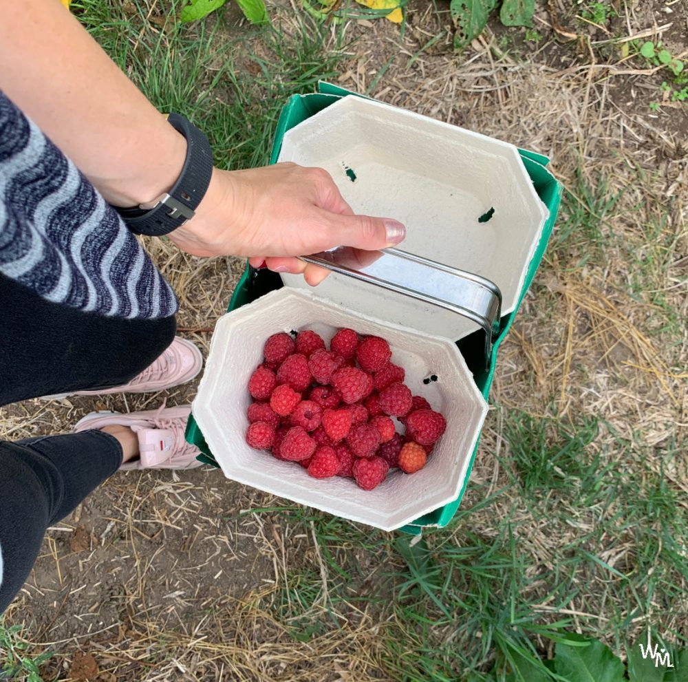 fruit picking in craigie's farm