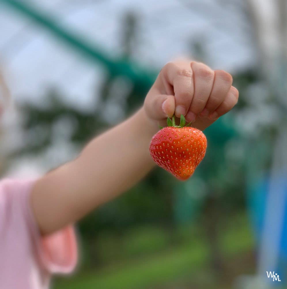 fruit picking in craigie's farm