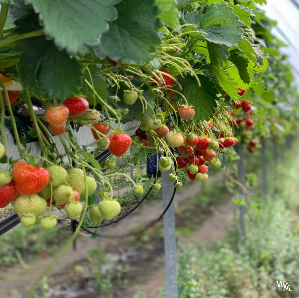 fruit picking in craigie's farm