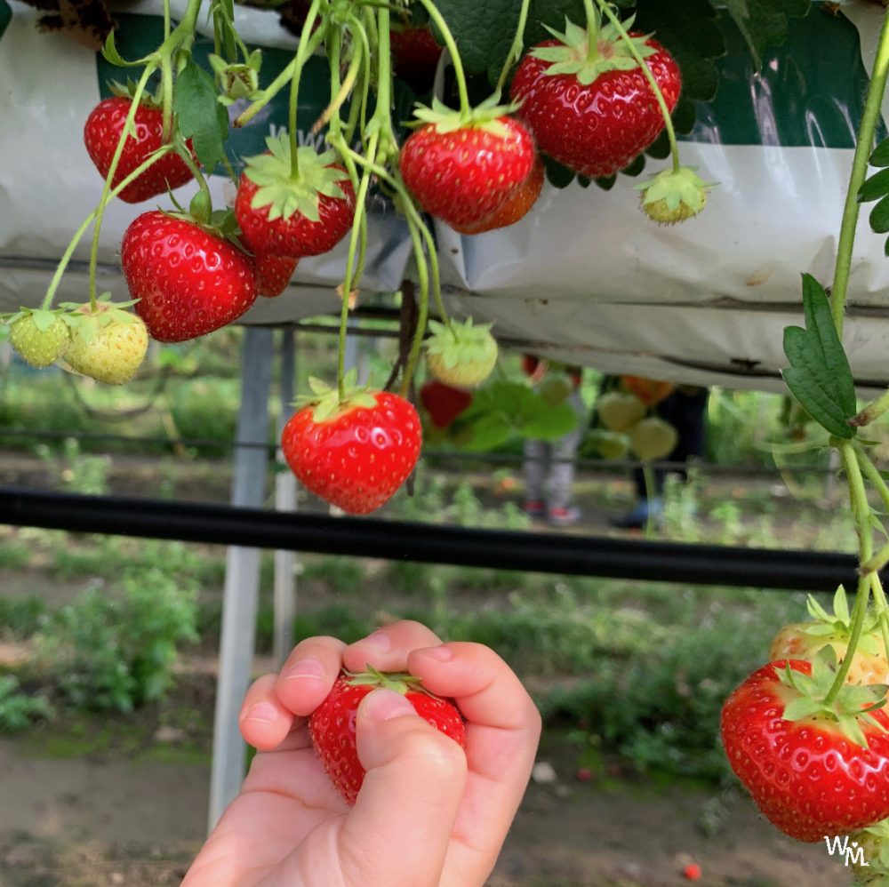 fruit picking in craigie's farm