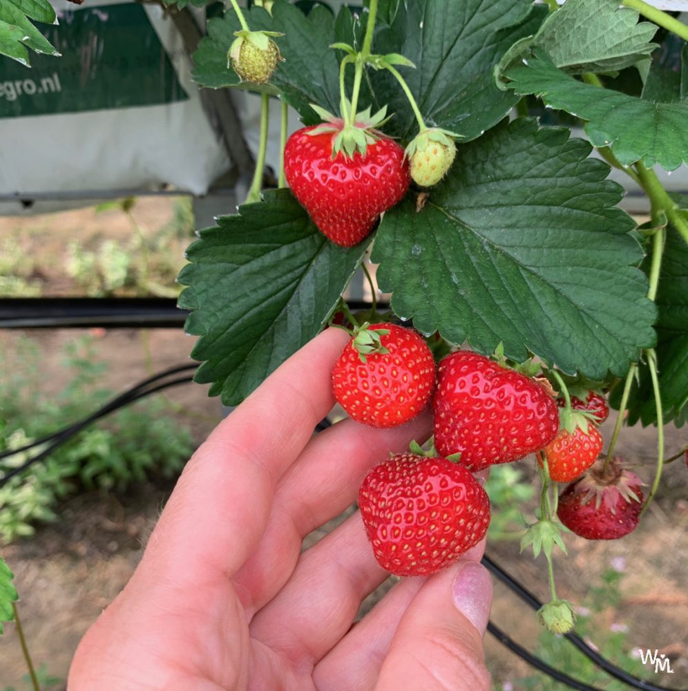 fruit picking in craigie's farm