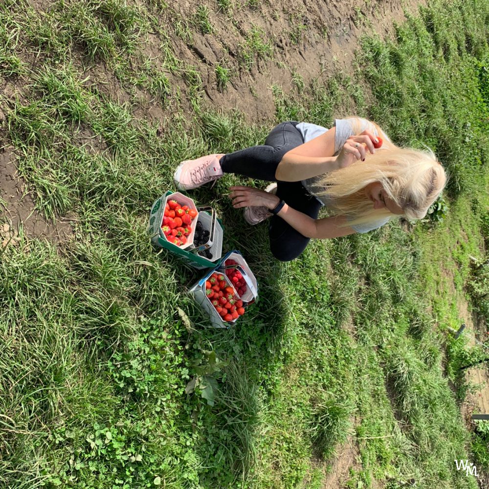 fruit picking in craigie's farm