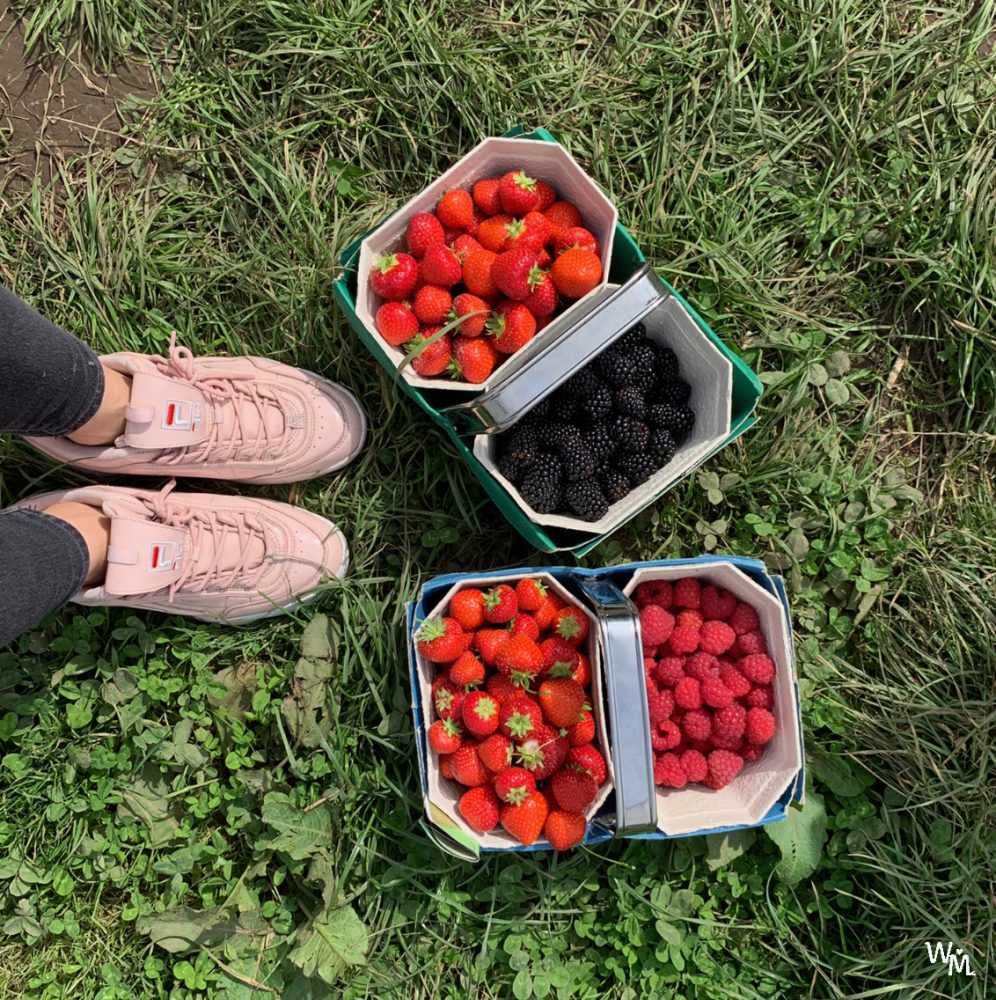 fruit picking in craigie's farm