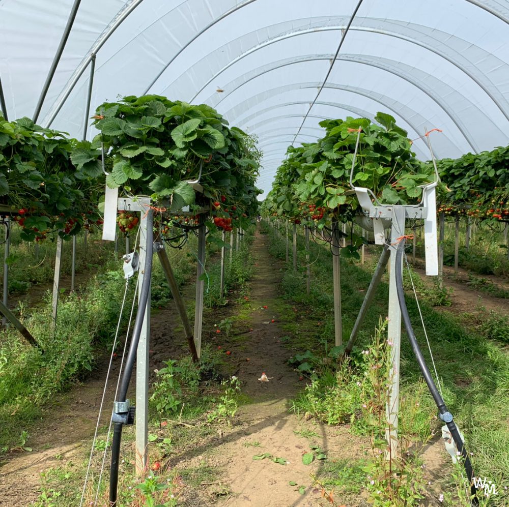 fruit picking in craigie's farm