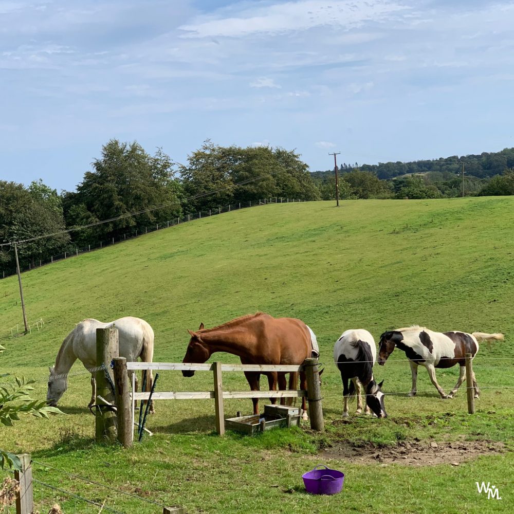 craigie's farm horses