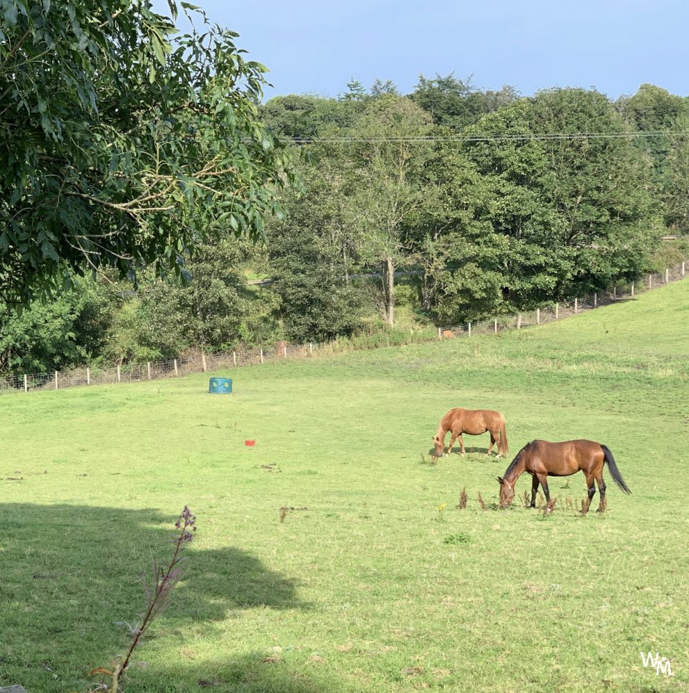 craigie's farm horses