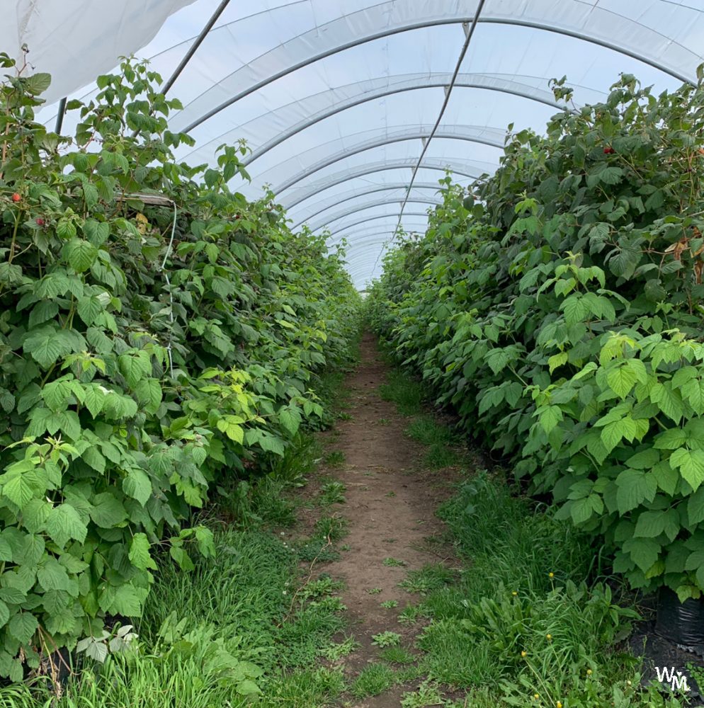 fruit picking in craigie's farm